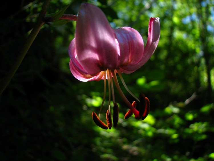 Fonds d'cran Nature Fleurs Lis martagon