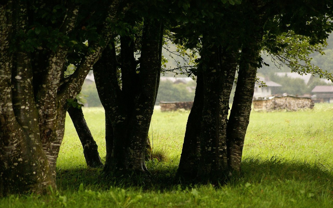 Fonds d'cran Nature Arbres - Forts Arbres