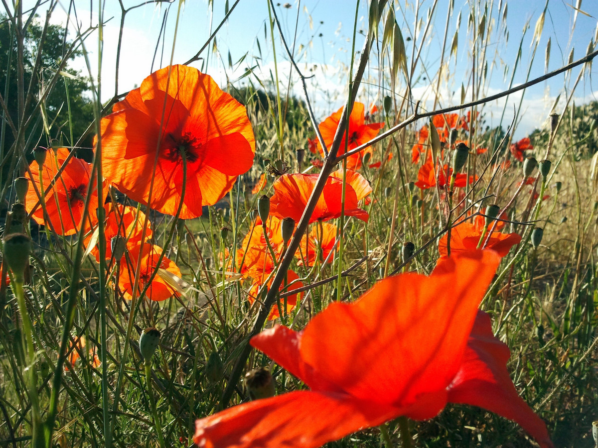 Wallpapers Nature Flowers Rouge papillon