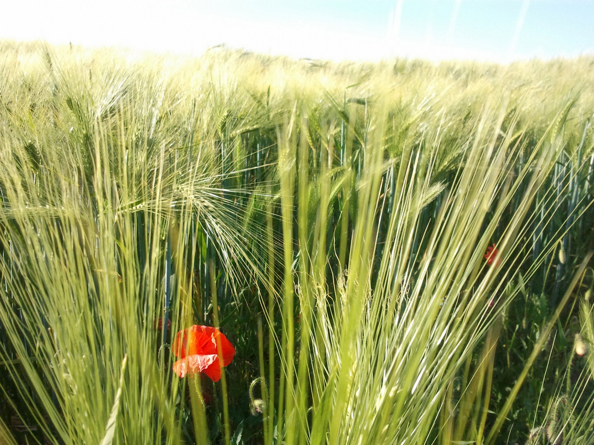 Fonds d'cran Nature Champs - Prairies Avant la moisson