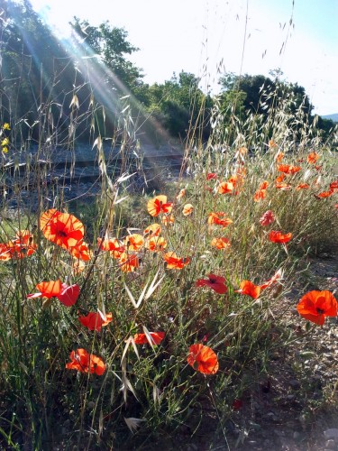 Wallpapers Nature Flowers Un matin