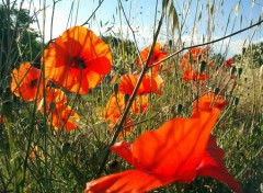 Wallpapers Nature Rouge papillon