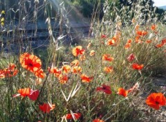 Fonds d'cran Nature Un matin