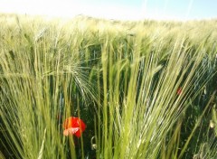 Fonds d'cran Nature Avant la moisson