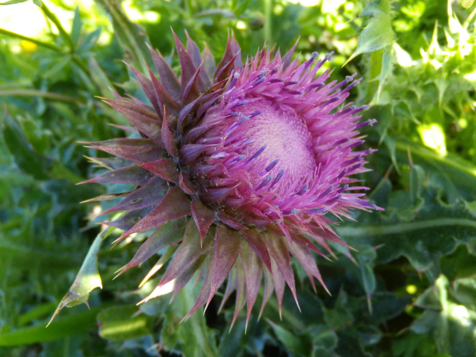 Fonds d'cran Nature Fleurs Carduus nutans