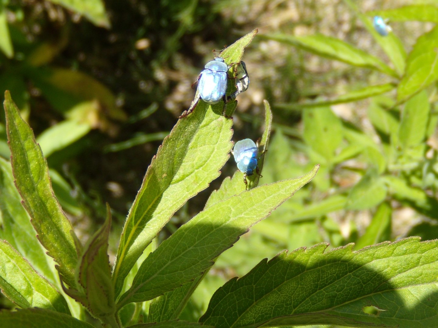 Fonds d'cran Animaux Insectes - Scorpions Hoplia caerulea