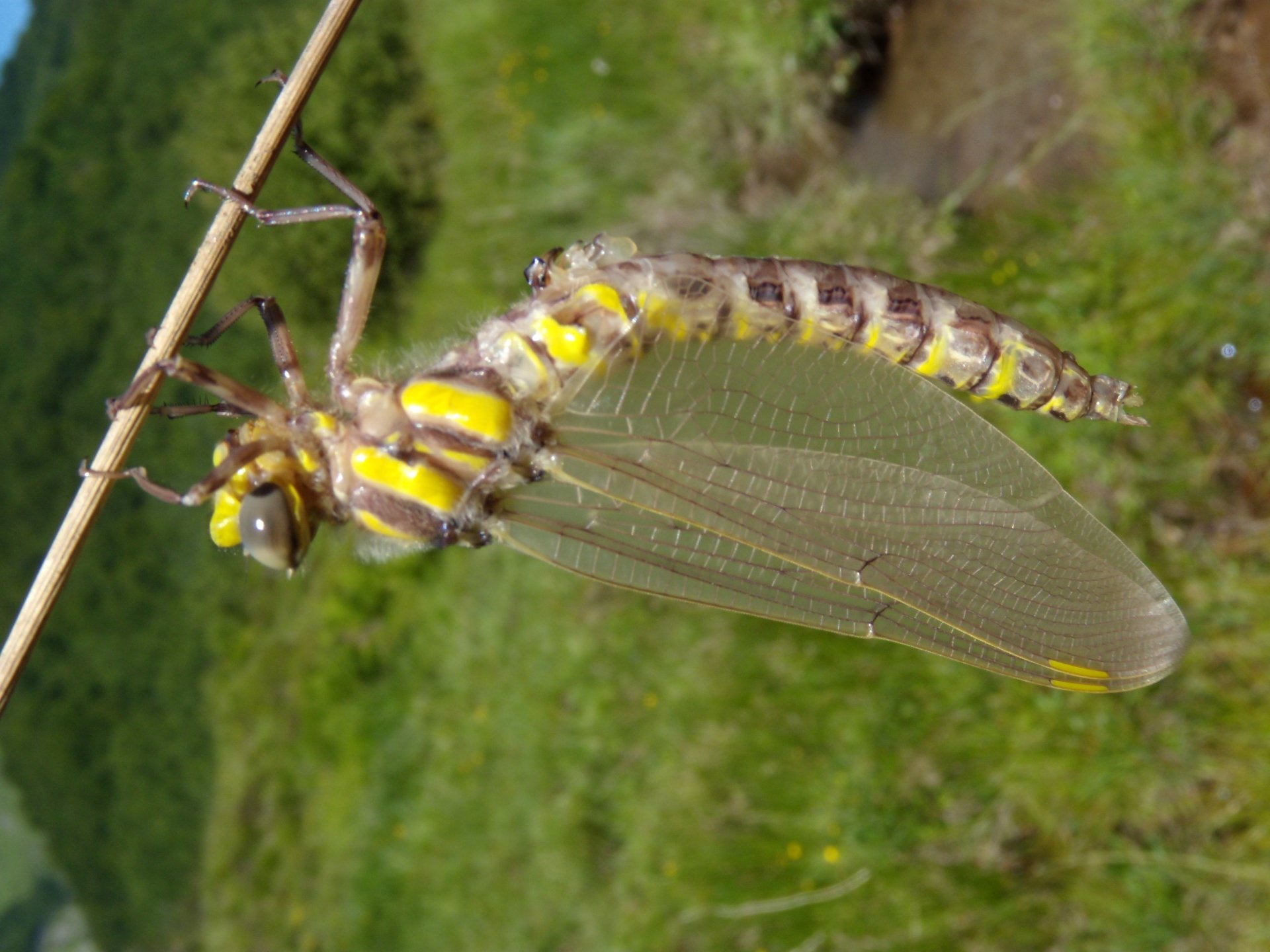 Fonds d'cran Animaux Insectes - Libellules Aechne des joncs