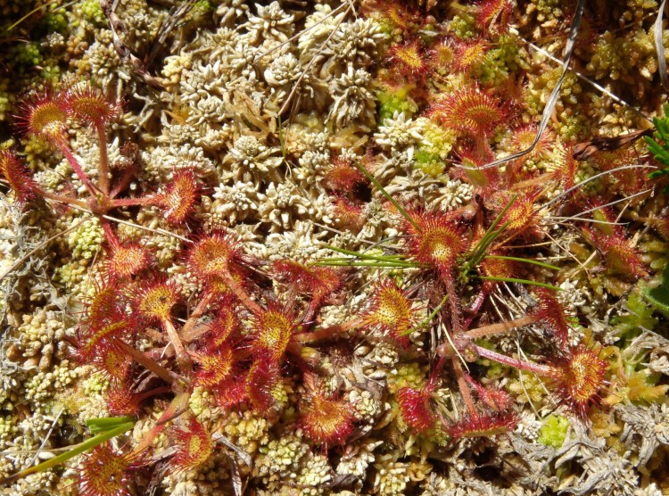 Fonds d'cran Nature Plantes - Arbustes Drosera rotundifolia