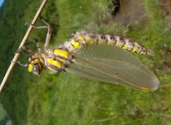 Fonds d'cran Animaux Aechne des joncs