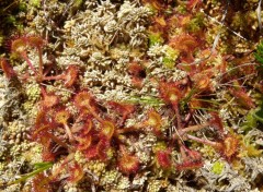 Fonds d'cran Nature Drosera rotundifolia