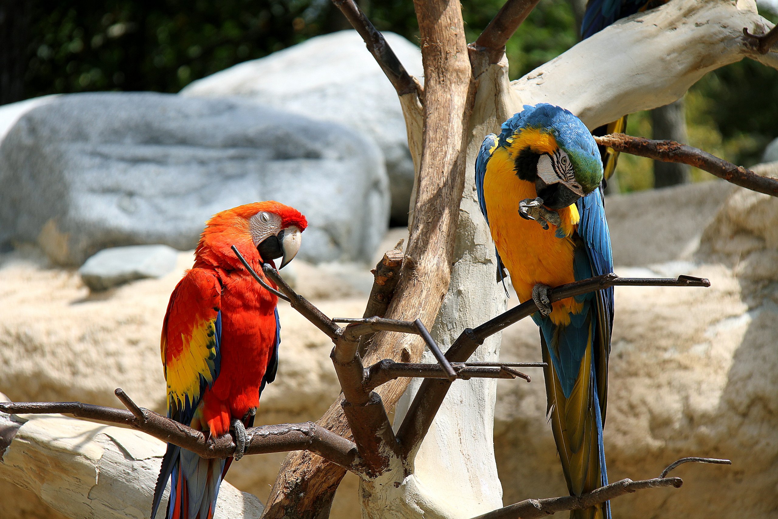 Wallpapers Animals Birds - Parrots ara