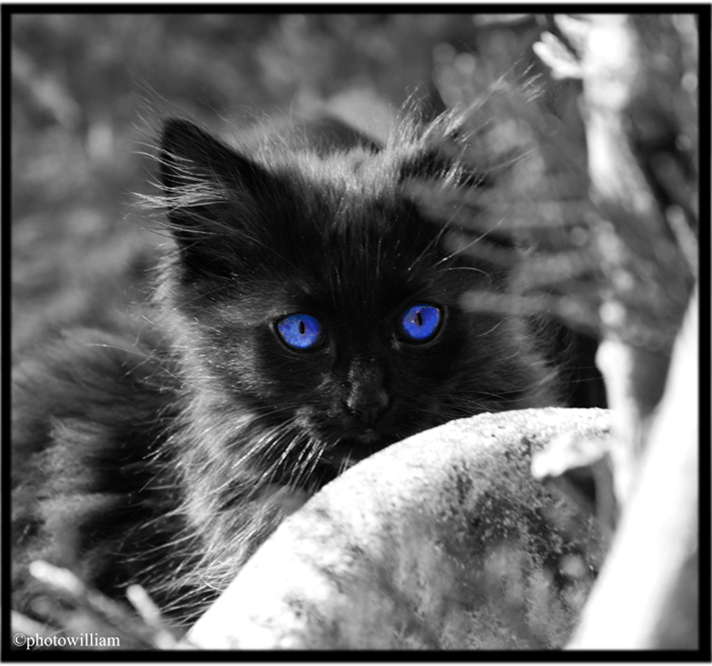 Fonds d'cran Animaux Chats - Chatons Chat