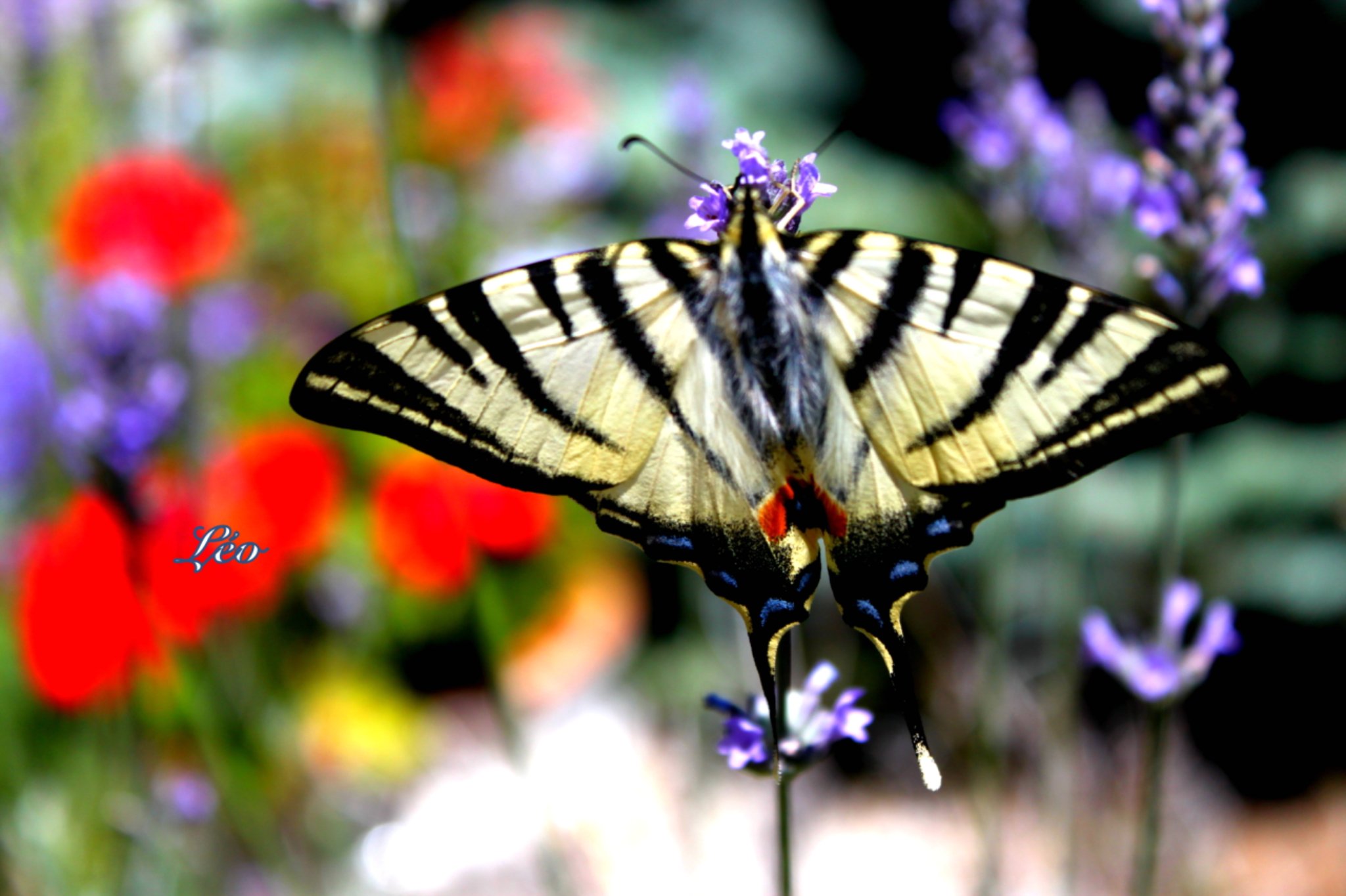 Wallpapers Animals Insects - Butterflies Popoyon