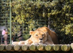 Fonds d'cran Animaux lionne