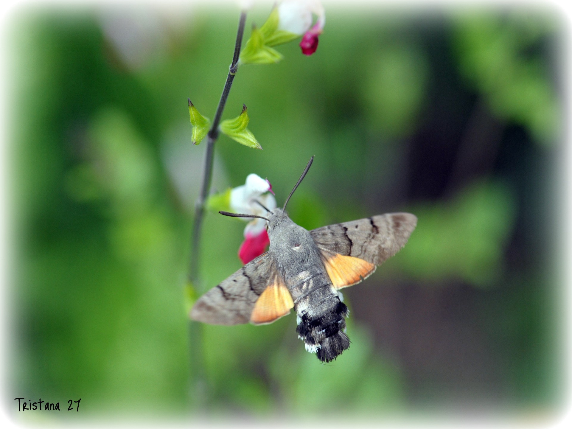 Fonds d'cran Animaux Insectes - Papillons 