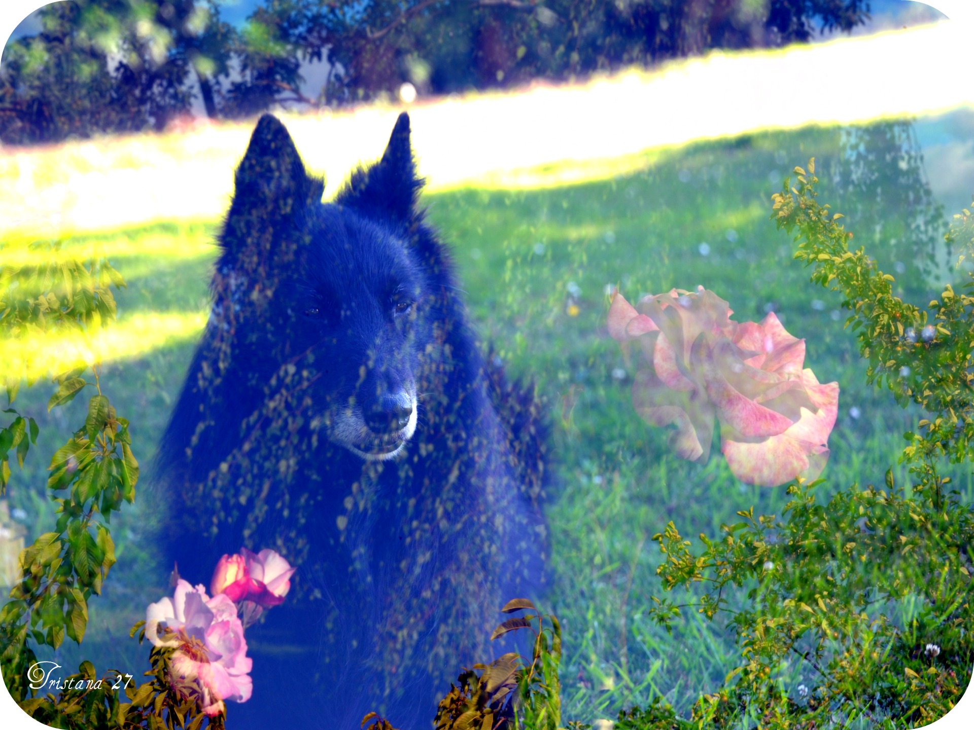 Fonds d'cran Animaux Chiens Prince... mon chien.