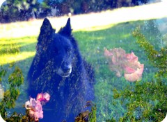 Fonds d'cran Animaux Prince... mon chien.