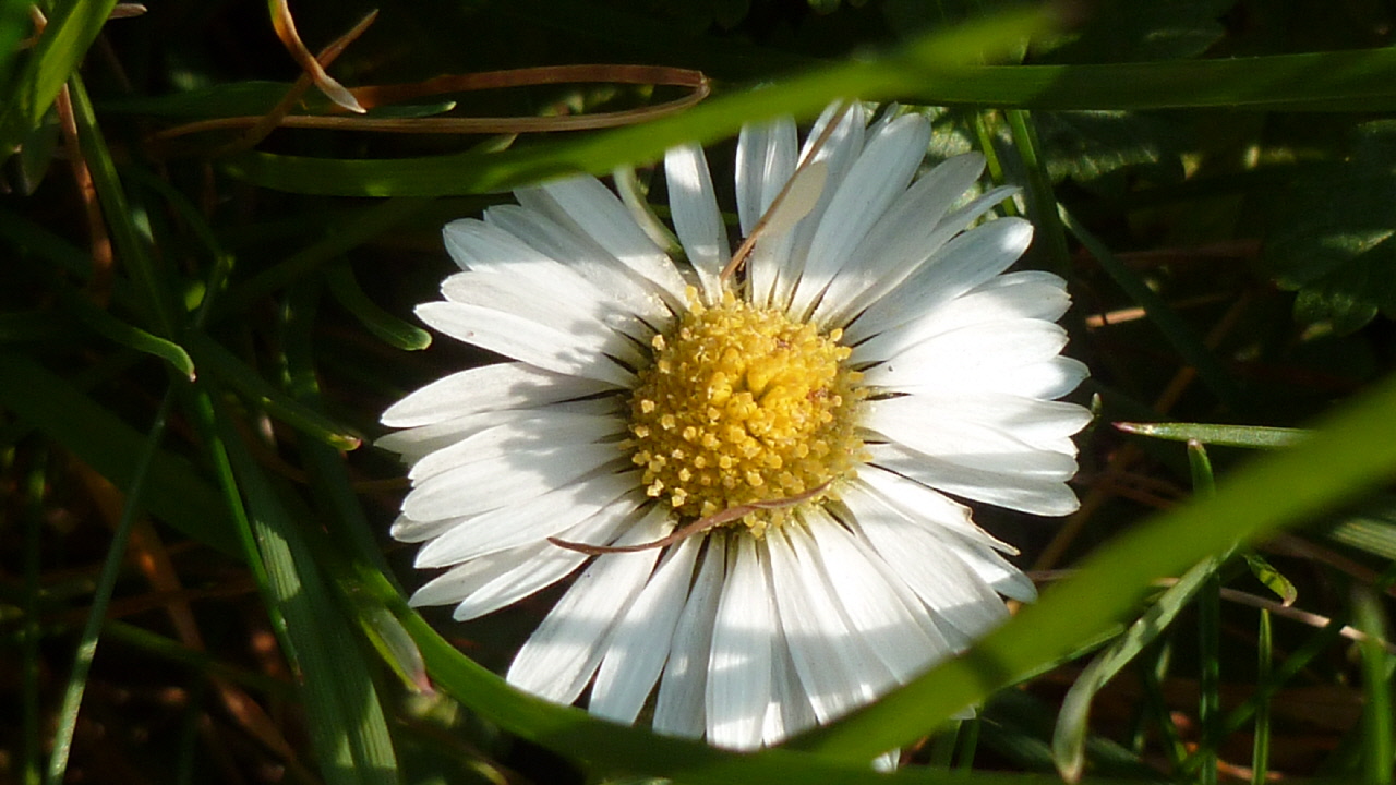 Wallpapers Nature Flowers Pquerette