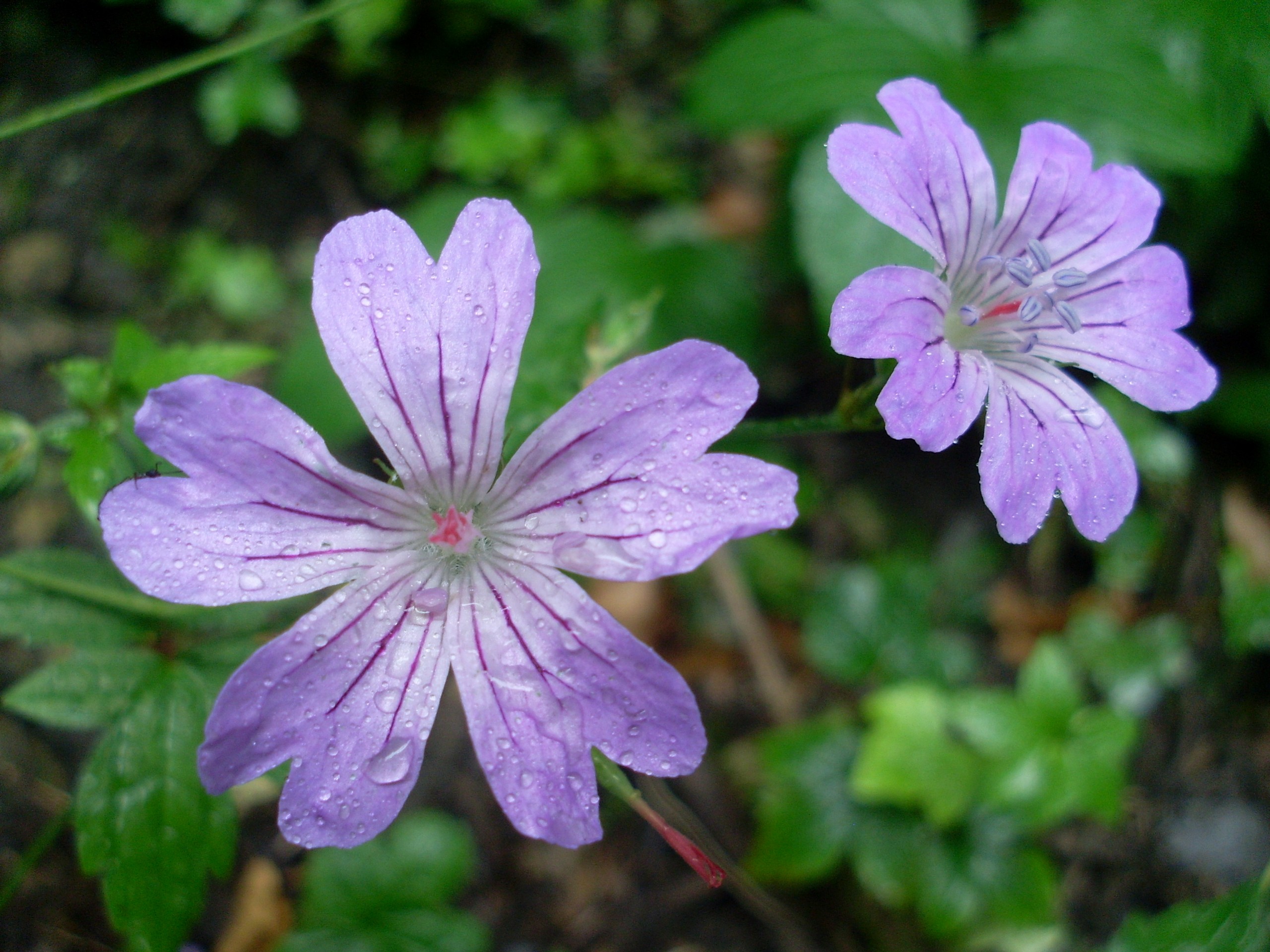 Fonds d'cran Nature Fleurs Une mauve 