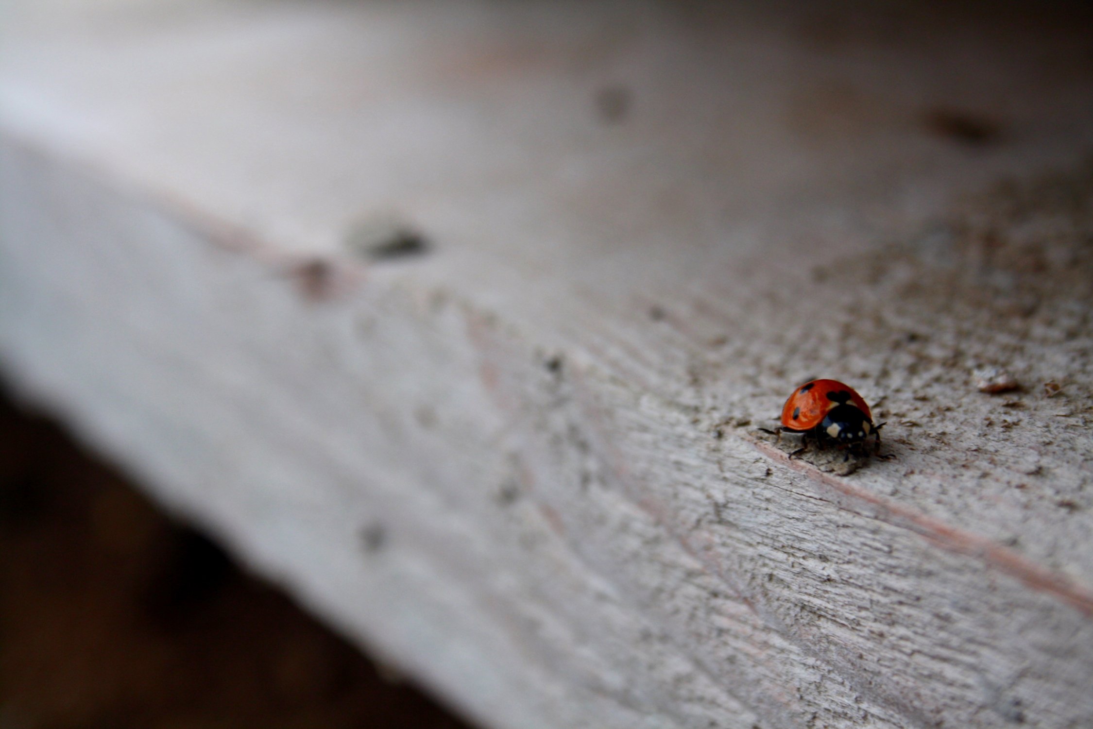 Fonds d'cran Animaux Insectes - Coccinelles 