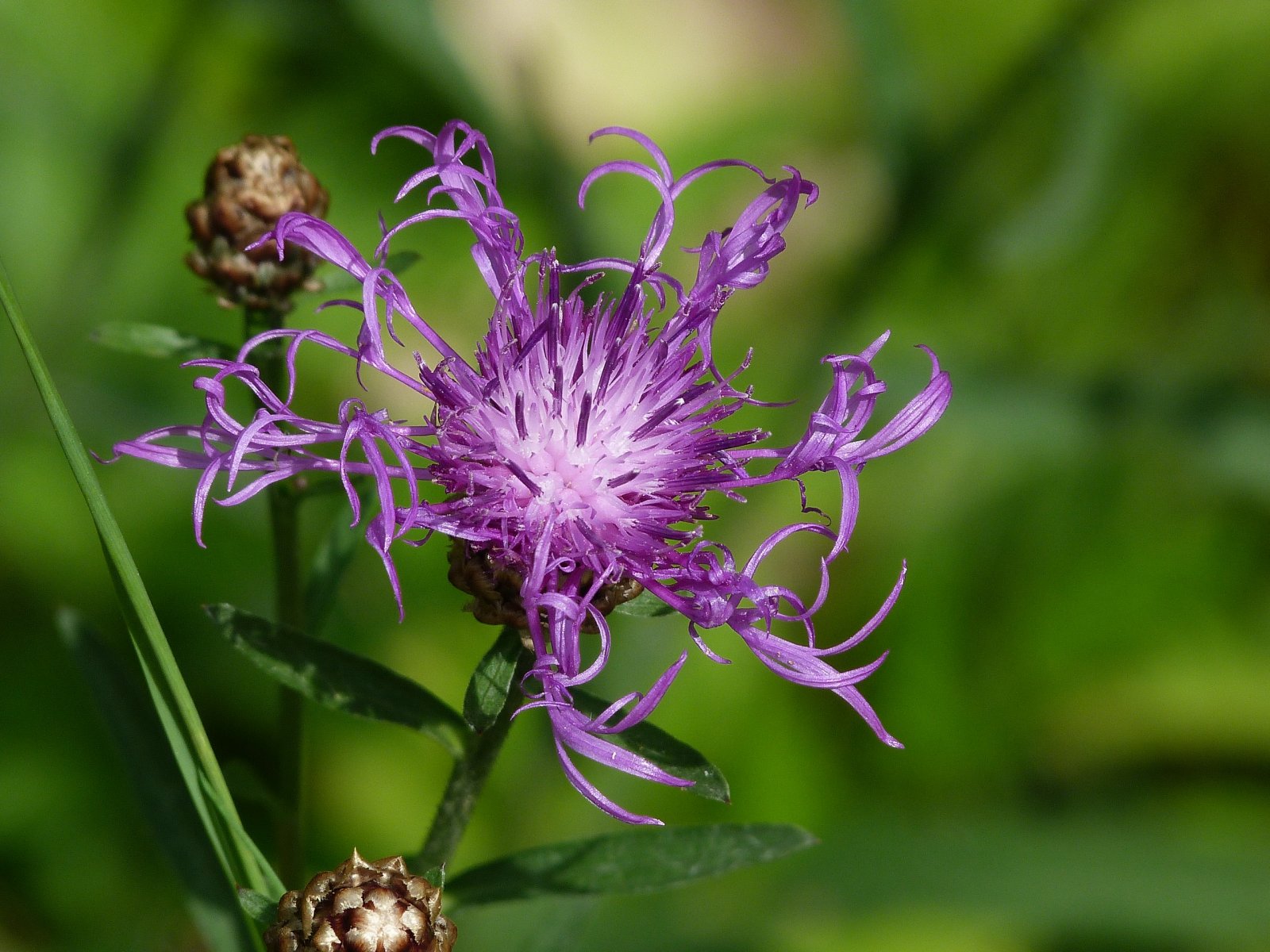 Fonds d'cran Nature Fleurs 