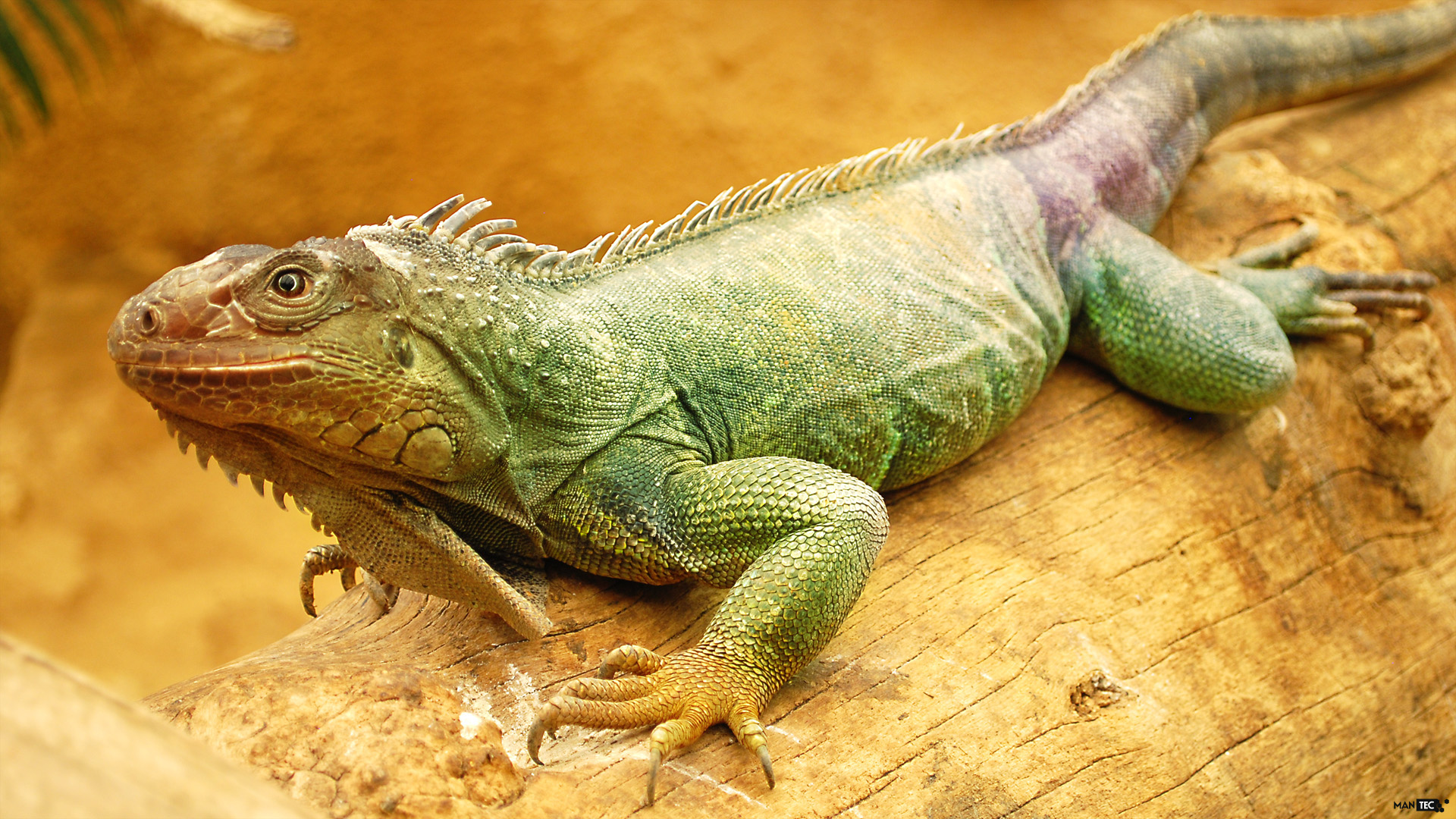 Wallpapers Animals Iguanas Little Jurassic