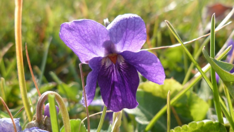 Fonds d'cran Nature Fleurs Violette