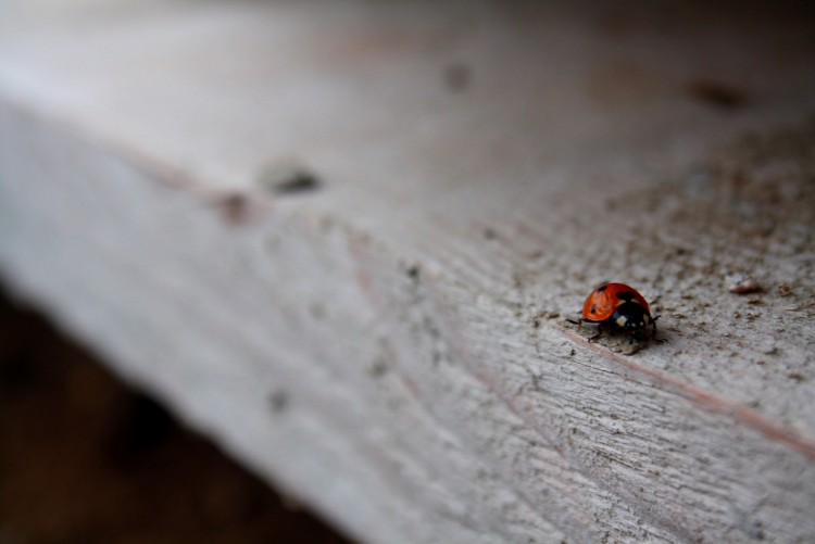 Fonds d'cran Animaux Insectes - Coccinelles Wallpaper N282262