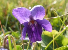 Fonds d'cran Nature Violette