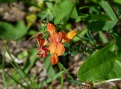 Fonds d'cran Nature Orchides ???