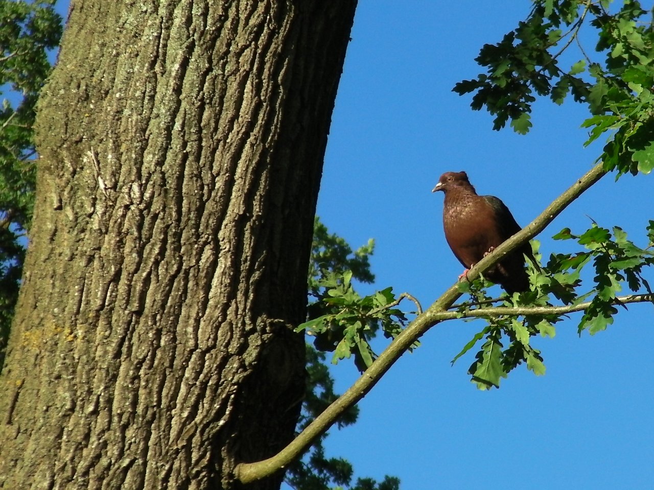 Fonds d'cran Animaux Oiseaux - Pigeons et Tourterelles Le pigeon penseur sur un arbre perch ...