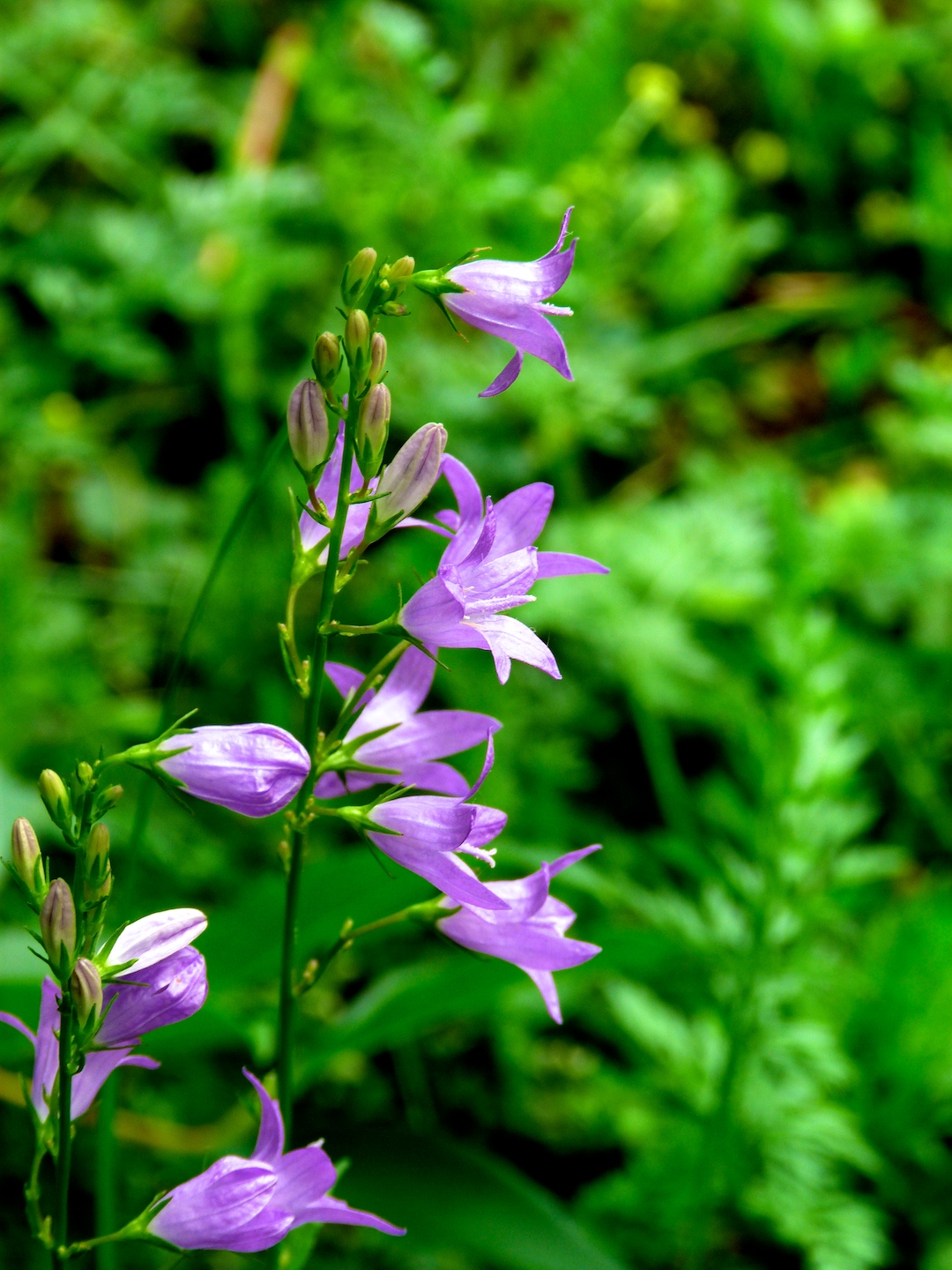 Wallpapers Nature Flowers 