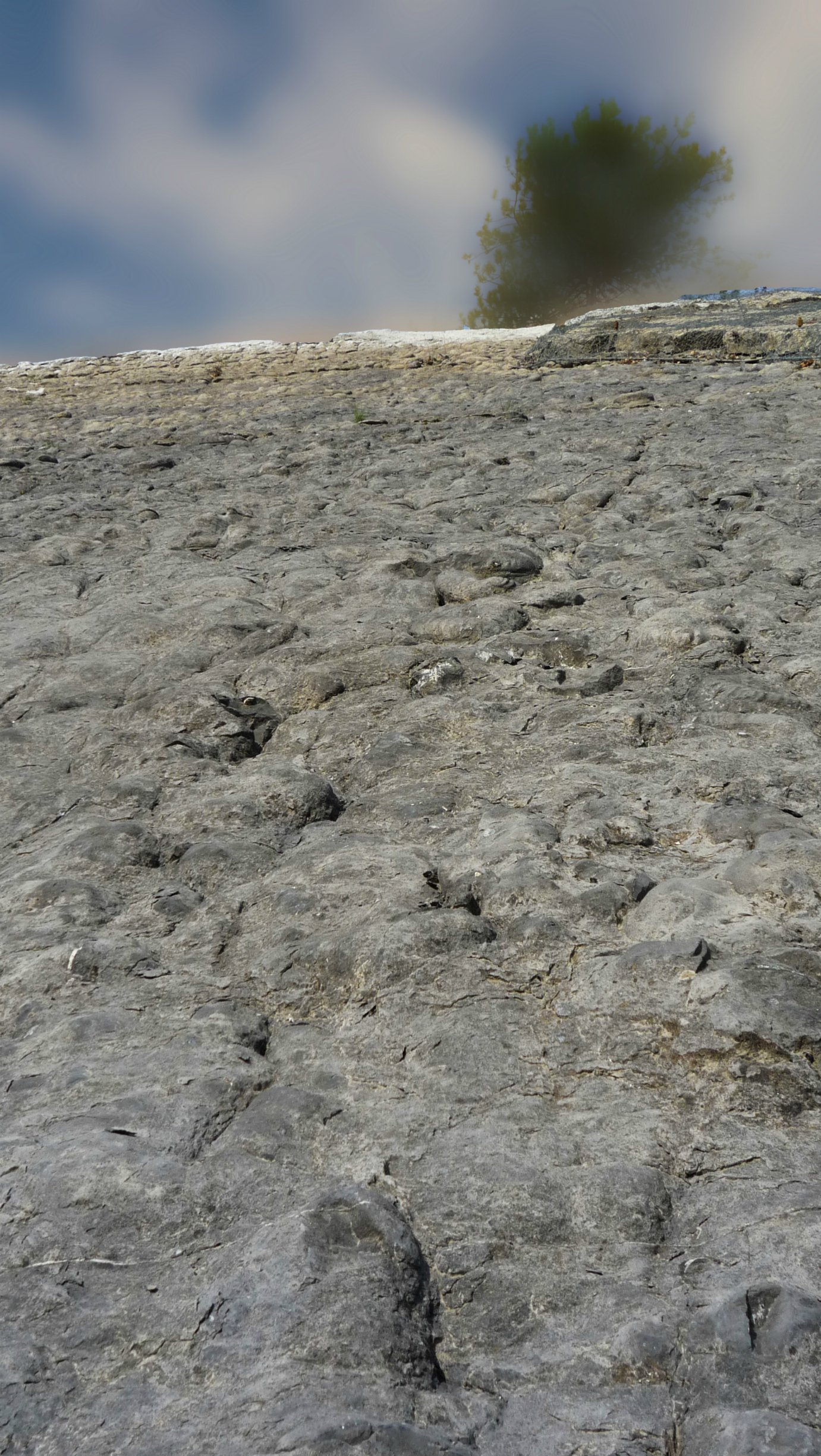 Fonds d'cran Nature Falaises Dalle  ammonites