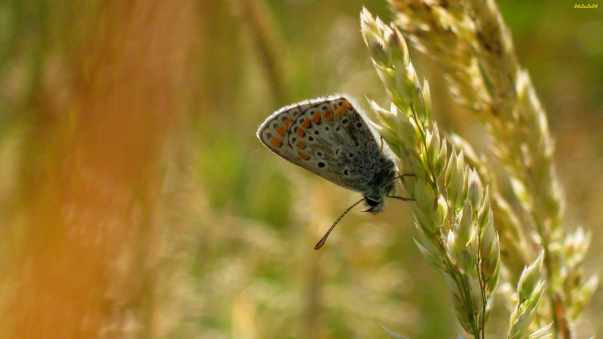 Fonds d'cran Animaux Insectes - Papillons Pose ...