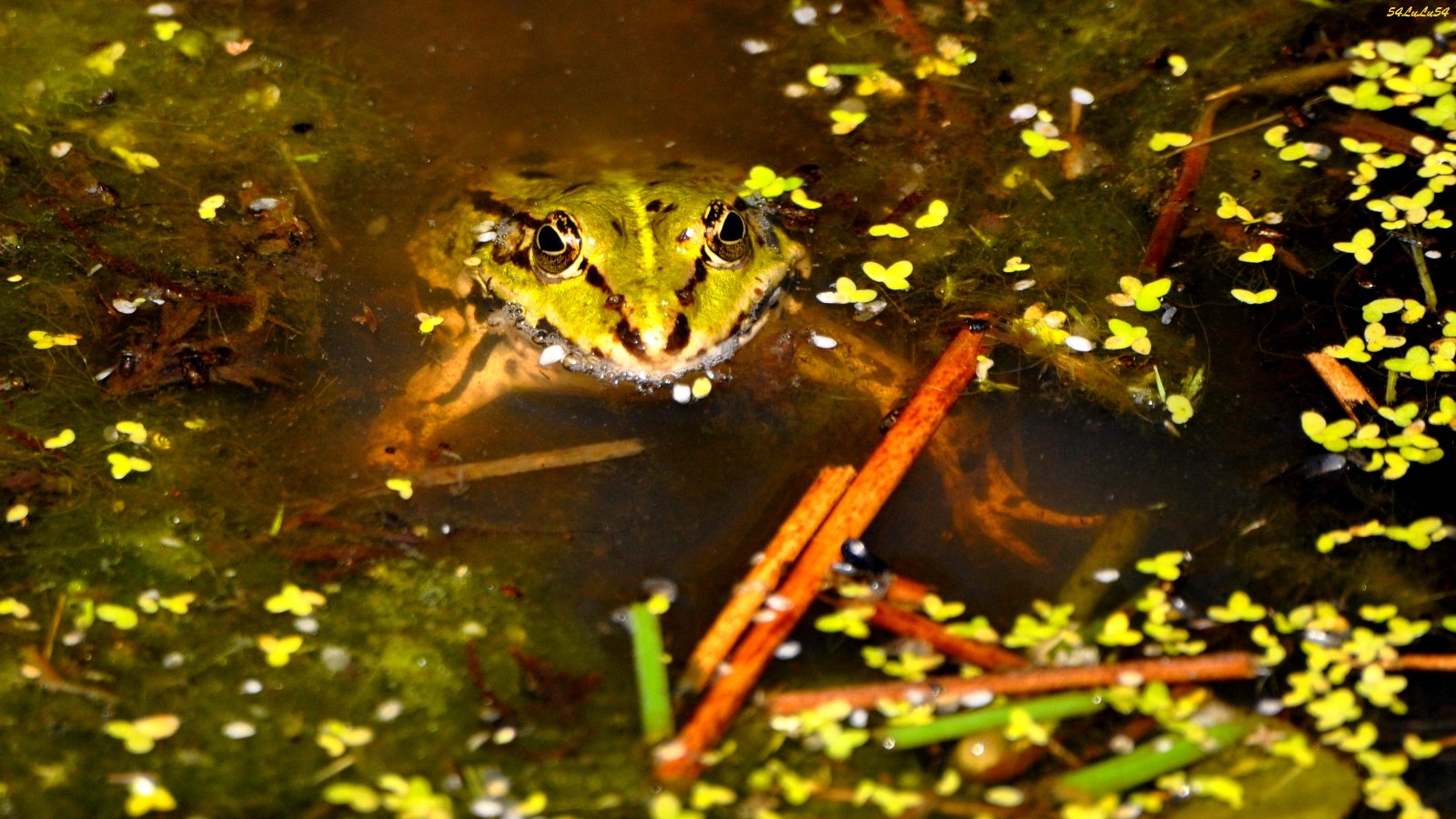 Fonds d'cran Animaux Grenouilles - Crapauds SURFACE...