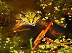 Fonds d'cran Animaux SURFACE...