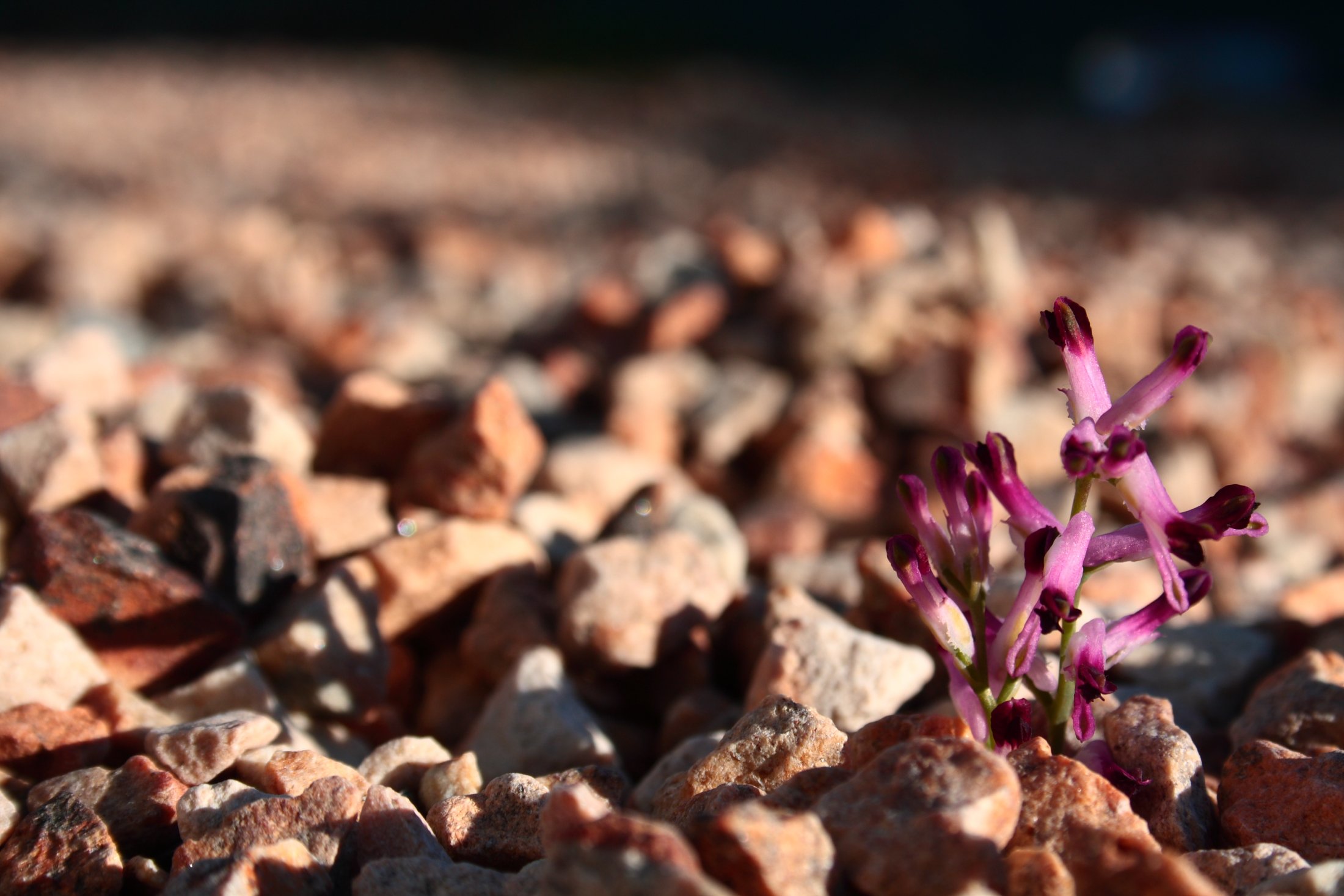 Fonds d'cran Nature Fleurs 