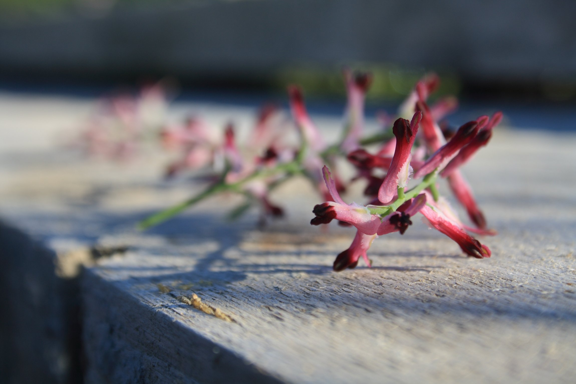 Fonds d'cran Nature Fleurs 