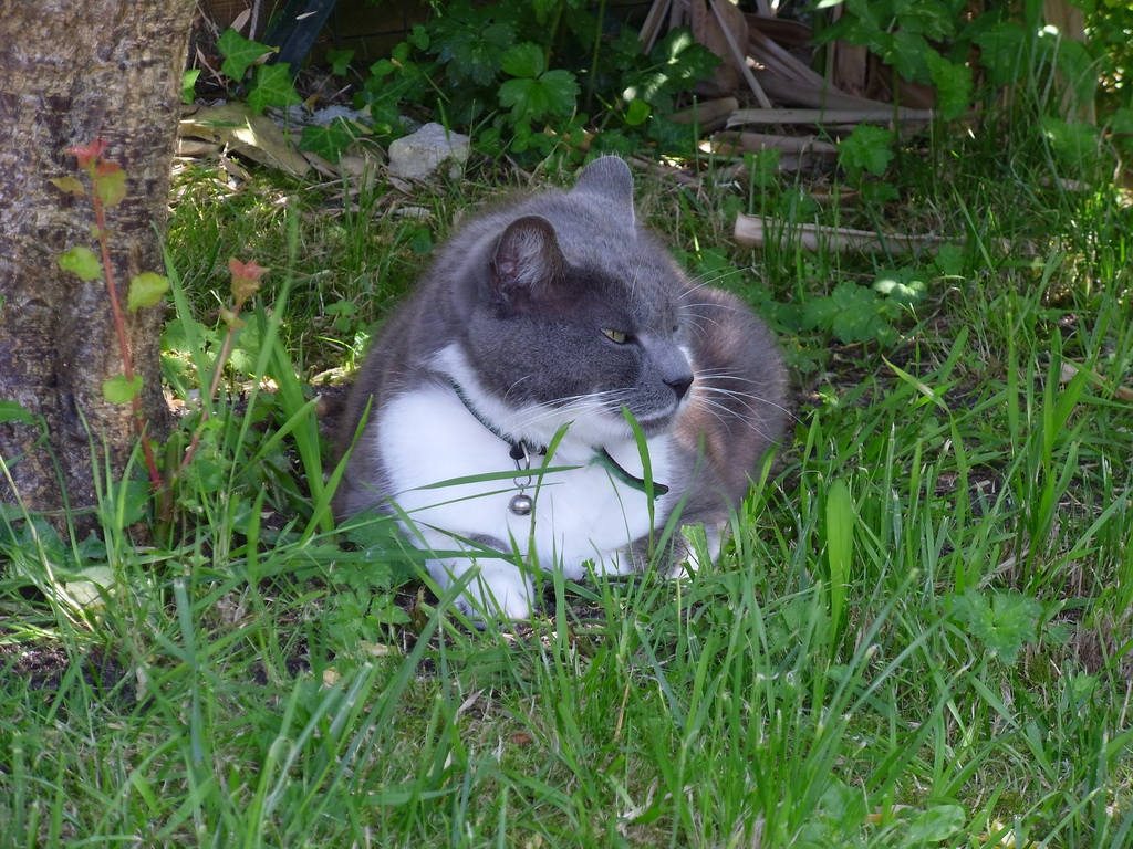 Fonds d'cran Animaux Chats - Chatons 