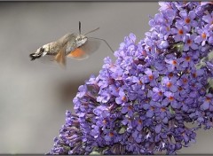 Fonds d'cran Animaux Sphinx colibri entre deux averses