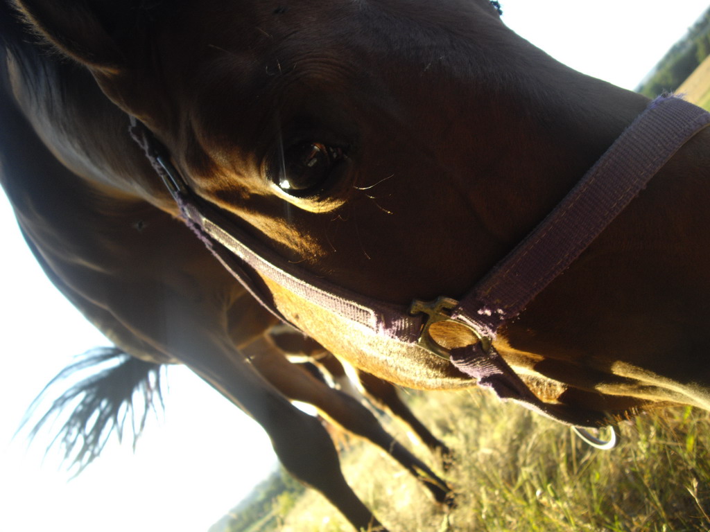 Fonds d'cran Animaux Chevaux 