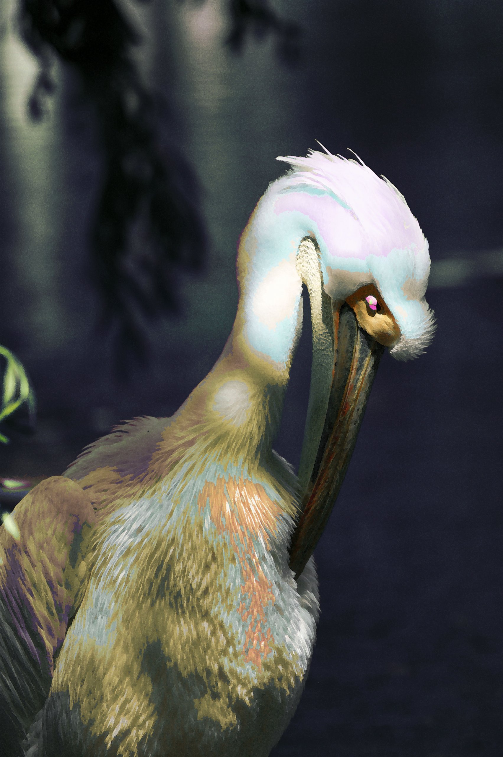 Wallpapers Animals Birds - Pelicans il est beau