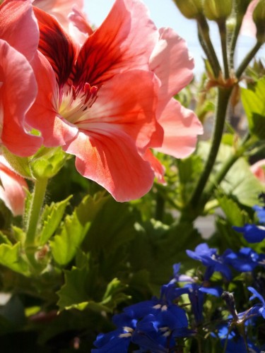 Wallpapers Nature Flowers Pelargonium