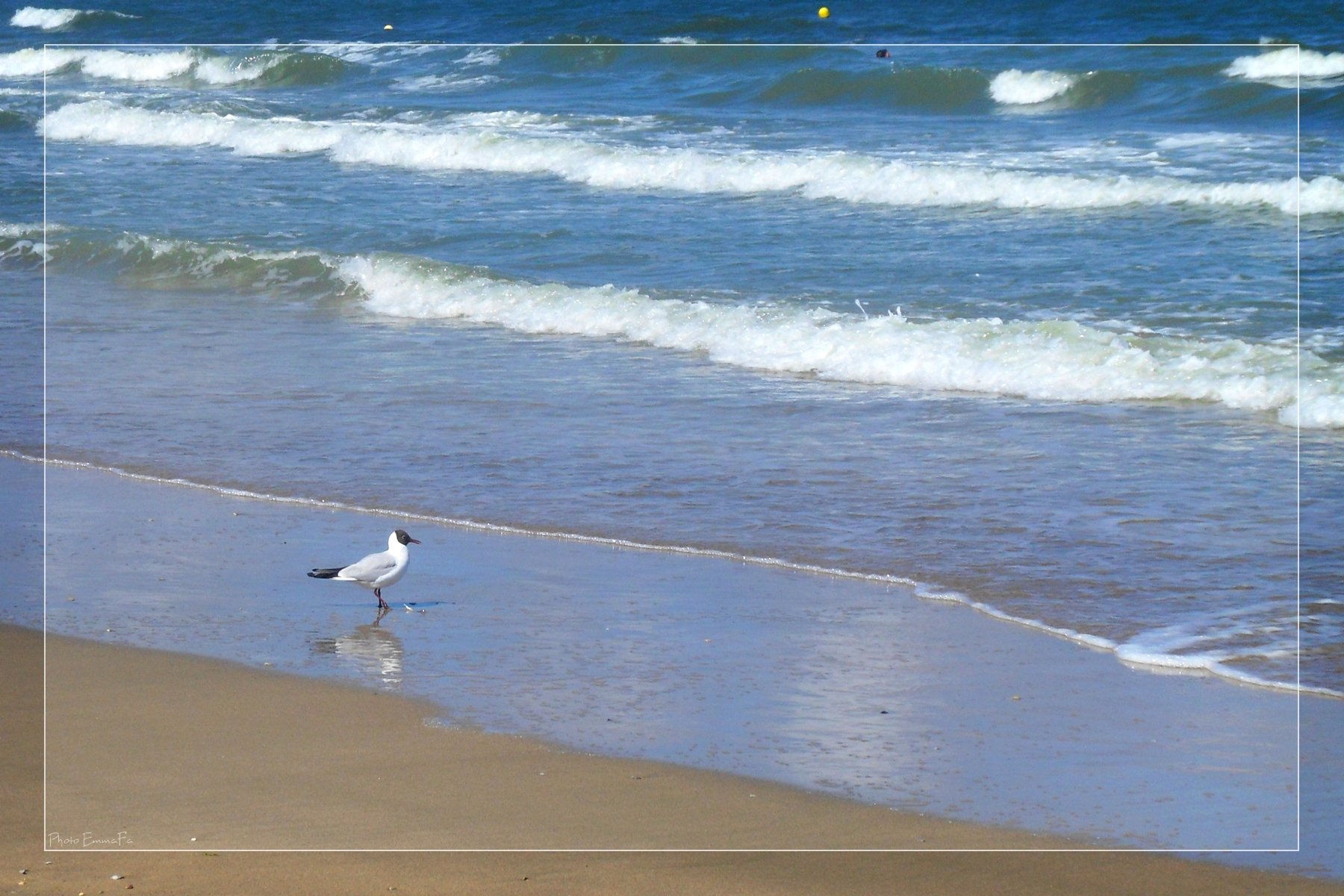 Wallpapers Animals Birds - Gulls Mouette rieuse