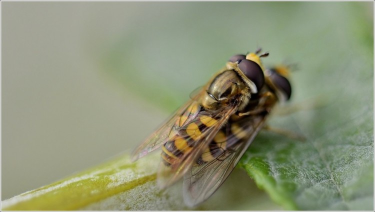 Fonds d'cran Animaux Insectes - Syrphes Tendre intimit - syrphes