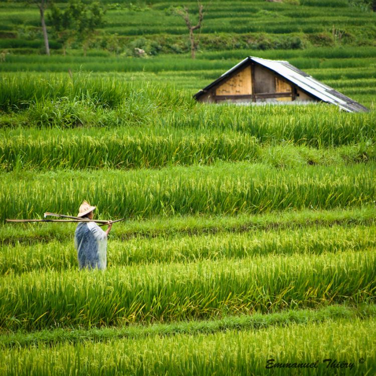 Wallpapers Trips : Asia Vietnam Farmer