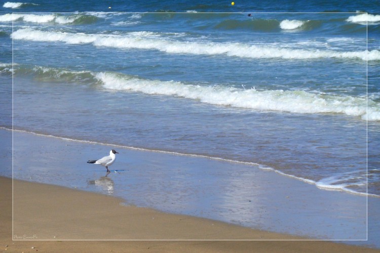 Wallpapers Animals Birds - Gulls Mouette rieuse