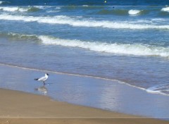 Wallpapers Animals Mouette rieuse