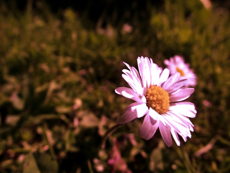 Wallpapers Nature Flowers Pquerette