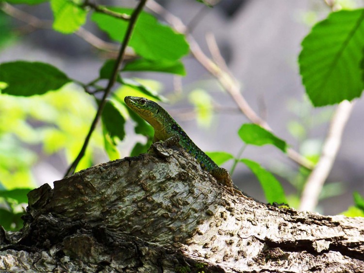 Fonds d'cran Animaux Lzards - Iguanes Wallpaper N282494